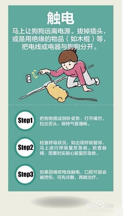 狗狗急救必须掌握的知识