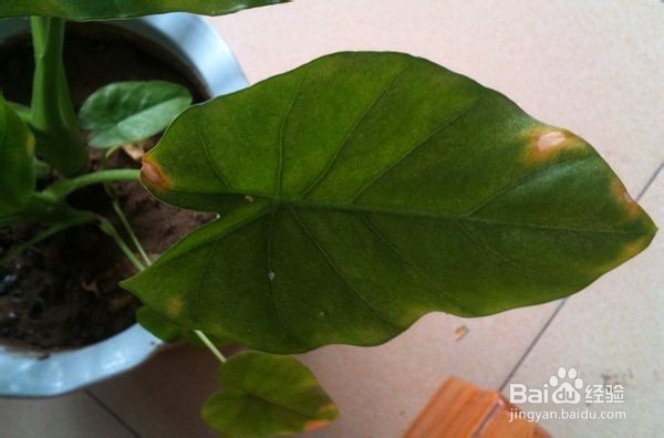 滴水观音叶子发黄的原因及解决方法