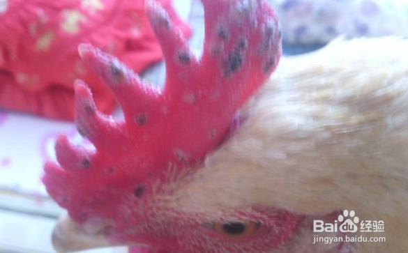鸡冠长疙瘩怎么回事？