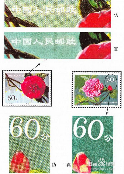 怎样辨别《云南山茶花》特种邮票的真伪