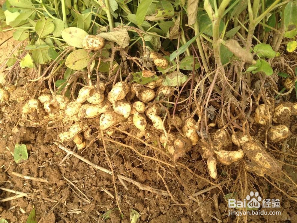 露天无膜花生种植技术参考？