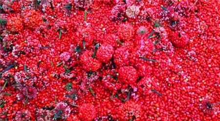 三七怎么吃最好,不知道怎么吃的点击查看