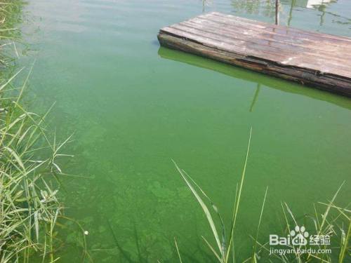 池塘的水为什么是碧绿色