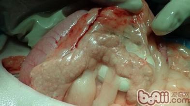 犬猫具有呕吐的疾病