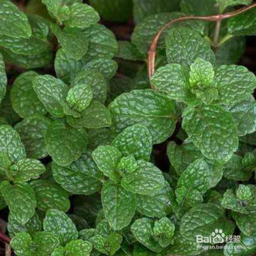 薄荷胡椒养殖需要注意什么?