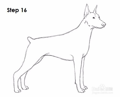 如何绘制杜宾犬——加菲的吃货生活