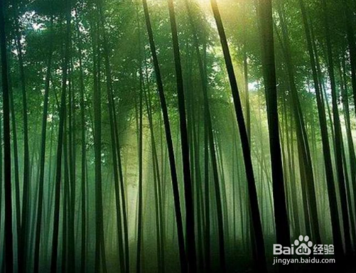 竹子怎么拍的简单又漂亮