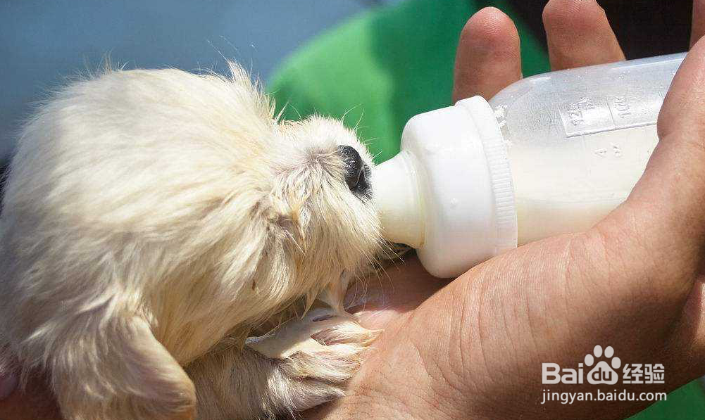 狗狗羊奶粉哪家好？狗狗可以长期喝羊奶粉吗？