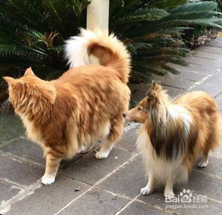 如何鉴定真假缅因猫