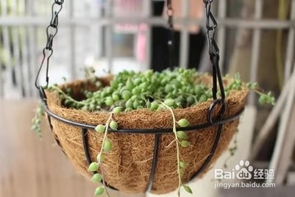 情人泪叶片总是萎缩,这几点,叶片轻松恢复饱满