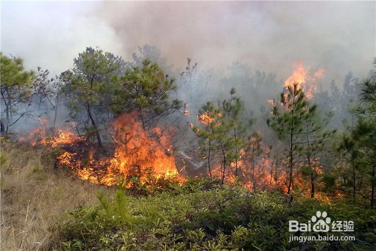 遇森林火灾如何逃生