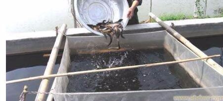 黄鳝冬季囤养技术