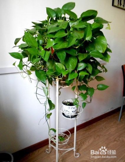 绿萝的养殖方法以及注意事项