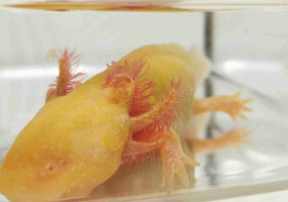 六角恐龙鱼死了怎么处理