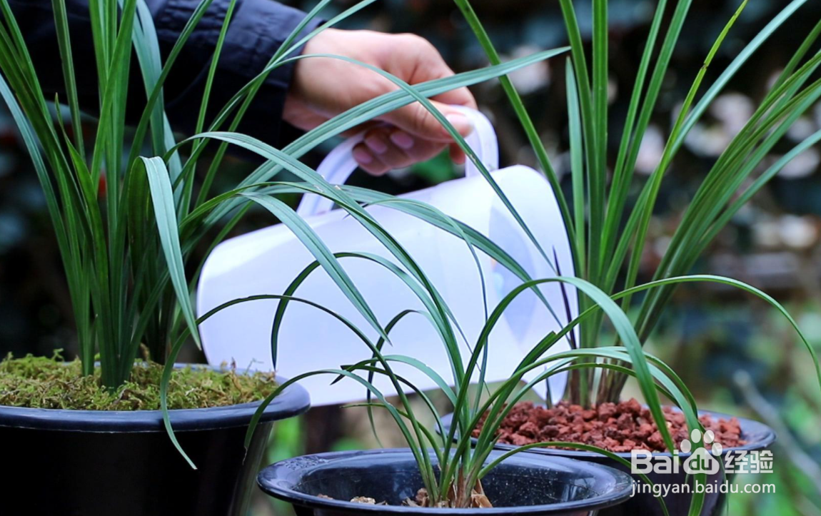 春兰的室内养殖方法及注意事项