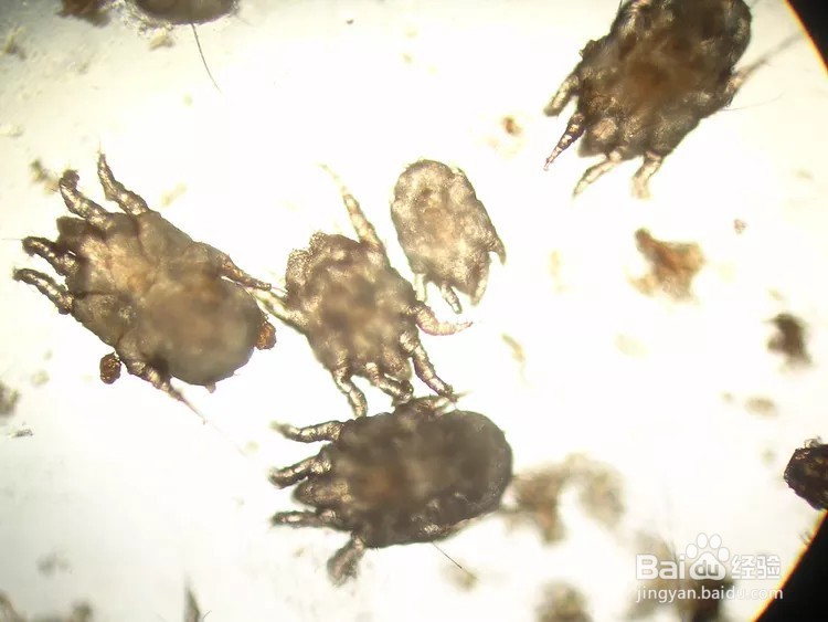 猫咪总是挠耳朵怎么回事？