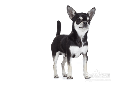 我们爱的狗狗图