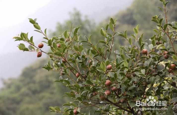山茶树种植的方法