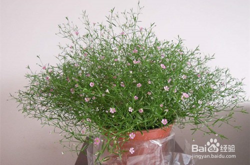 满天星怎么养 放水养 还是不放水