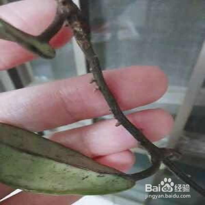 心叶球兰怎样养