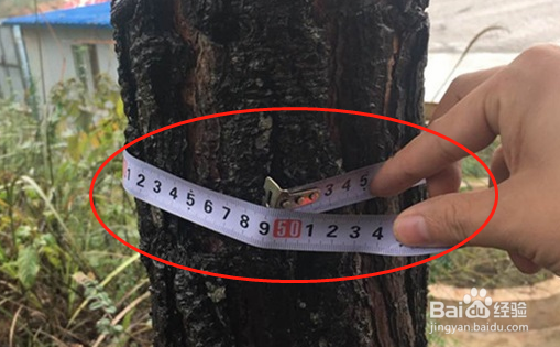 树的直径怎么计算