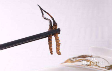 冬虫夏草的功效与作用及食用方法,全方位了解它