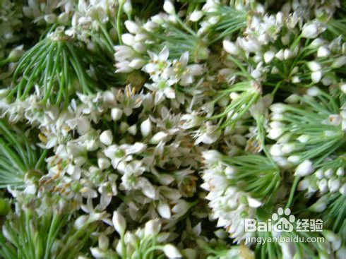 韭菜花酱的做法