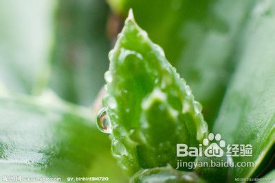 办公桌植物有哪些