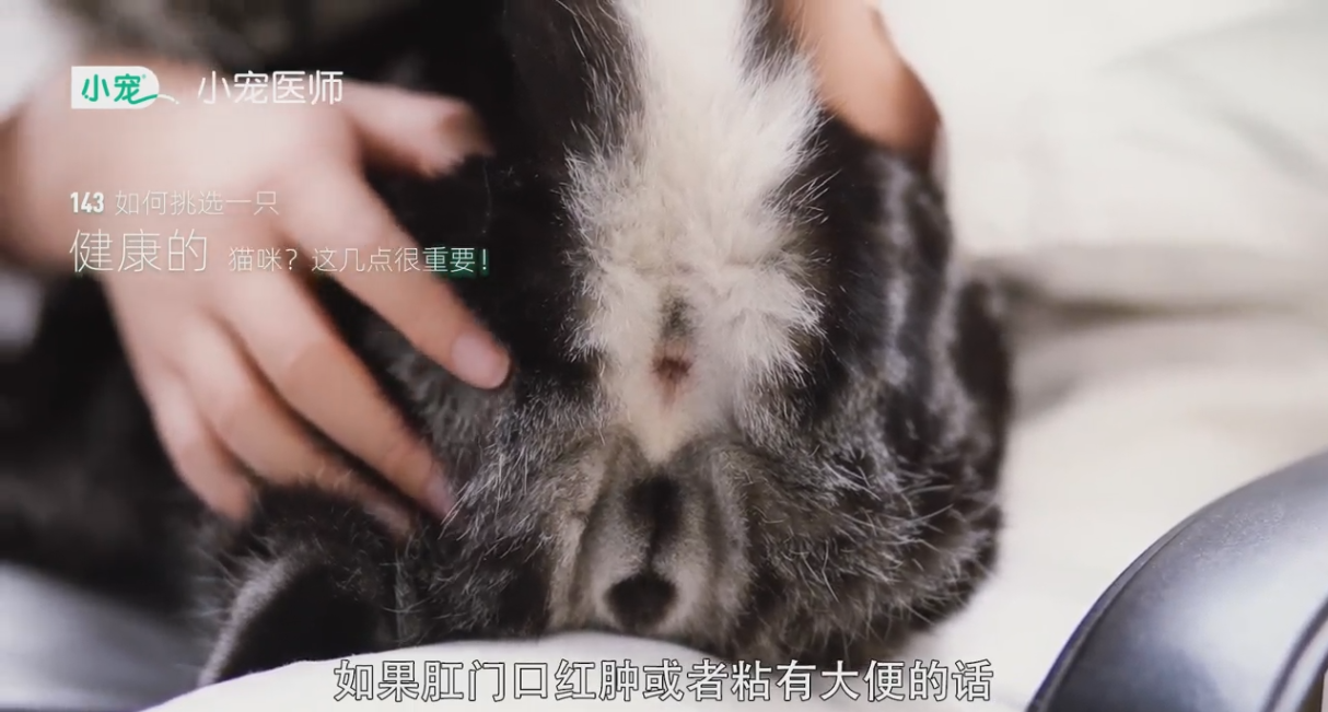 健康的猫咪要如何挑选?