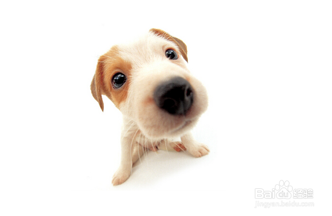 狗狗吐白沫怎么办?狗狗吐白沫是什么原因?