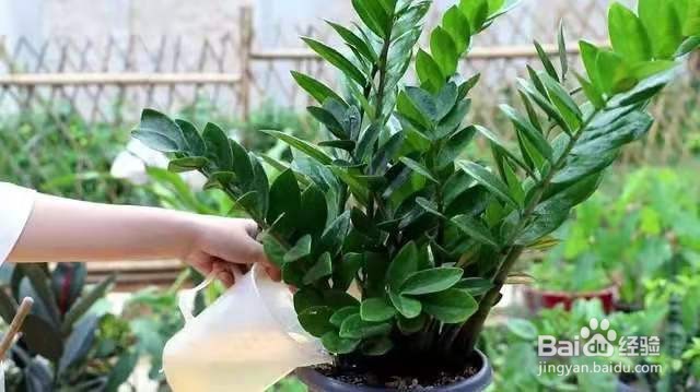 冬季养金钱树，注意这几点，叶片更加肥厚