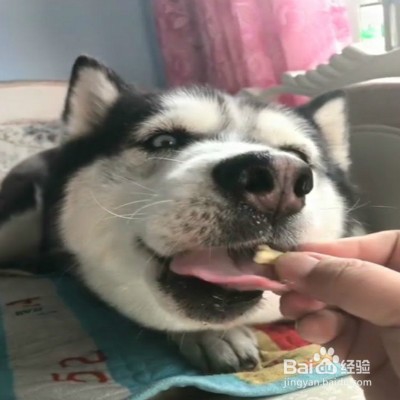 狗狗喜欢乱叫怎么办