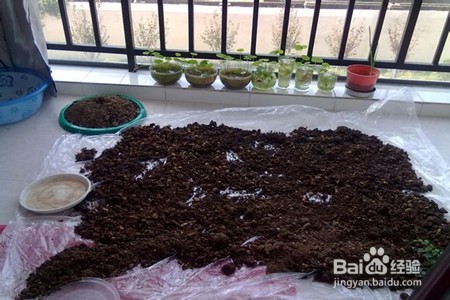 发财树烂根怎么补救呢