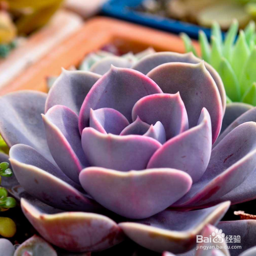 如何培育新买紫珍珠?