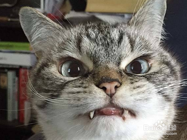 猫咪鼻塞怎么办?