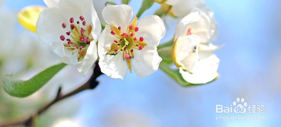 怎样形容四月的美