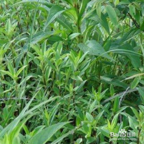 龙胆草种植时需要注意什么