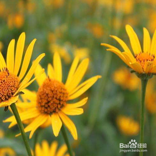 日光菊的养殖方法和注意事项