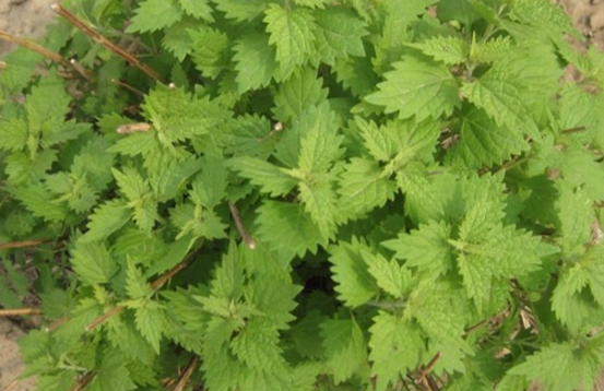 冬凌草泡水喝对身体有什么坏处