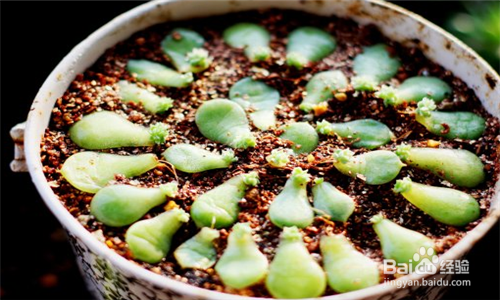 如何种植多肉叶插苗