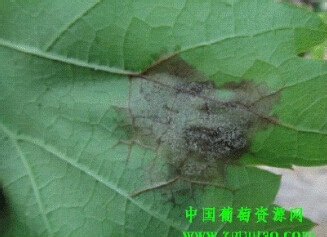 科学防治葡萄灰霉病
