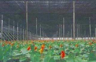 遮阳网覆盖技术在夏季蔬菜花卉生产上的应用