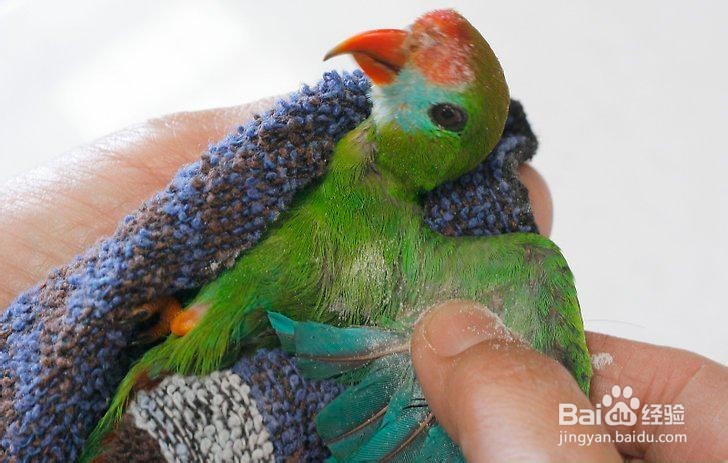 如何让鸟长出新的羽毛