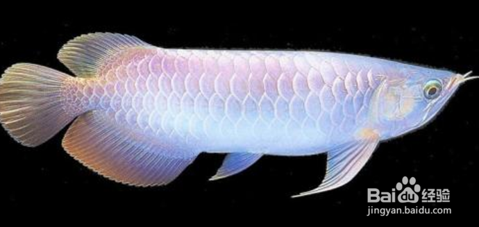 如何养好银龙鱼？