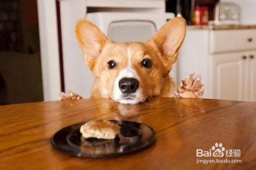 狗狗能不能吃芋头