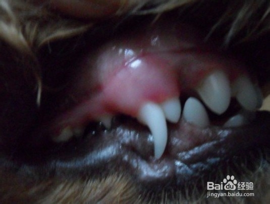 狗狗牙龈出血怎么办