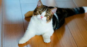 猫一直吐怎么办
