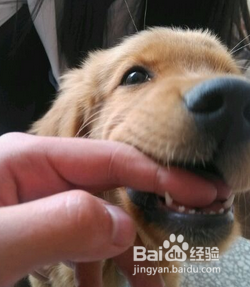 什么是狂犬病，该怎么预防
