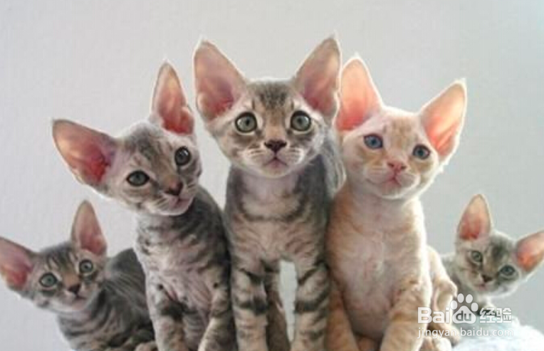 如何训练德文卷毛猫