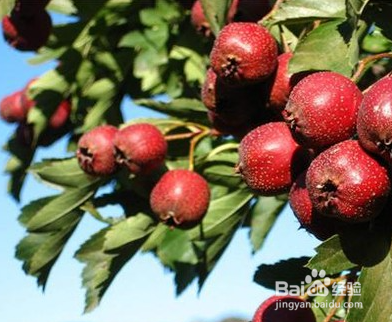 烹饪时如何让肉更加鲜嫩？